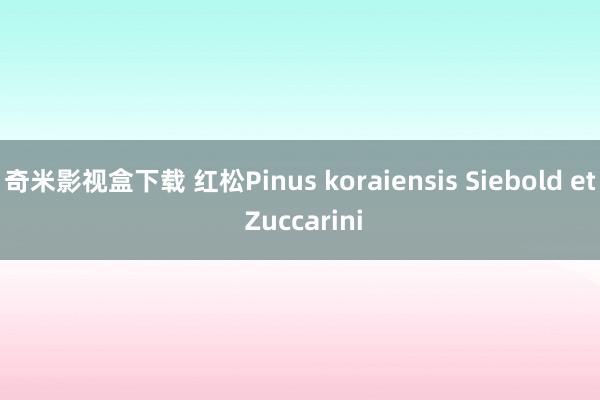 奇米影视盒下载 红松Pinus koraiensis Siebold et Zuccarini