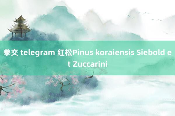 拳交 telegram 红松Pinus koraiensis Siebold et Zuccarini